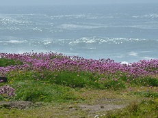 Flowers along 804 Trail